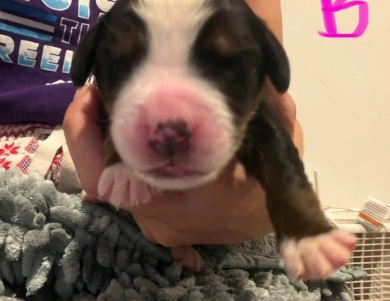 Pink Pink Bernese Mountain Dog