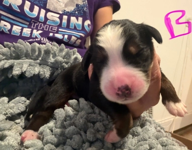 Pink Pink Bernese Mountain Dog