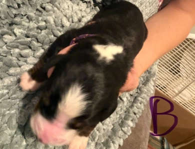 Purple Purple Bernese Mountain Dog