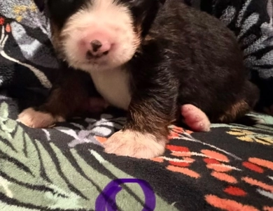 Purple Purple Bernese Mountain Dog