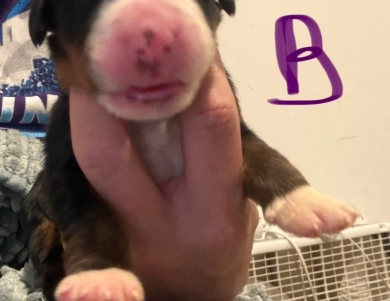 Purple Purple Bernese Mountain Dog