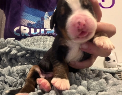 Purple Purple Bernese Mountain Dog