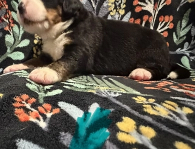 Teal Teal Bernese Mountain Dog