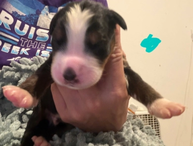 Teal Teal Bernese Mountain Dog