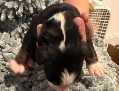 Teal Teal Bernese Mountain Dog
