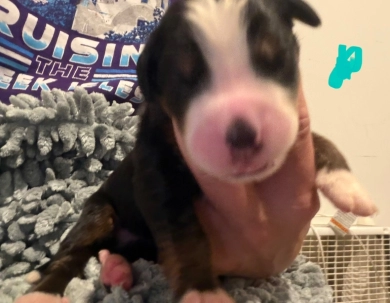 Teal Teal Bernese Mountain Dog