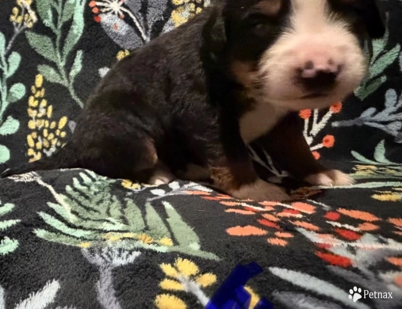 Blue Bernese Mountain Dog