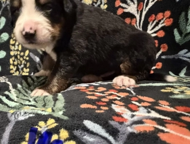 Blue Blue Bernese Mountain Dog