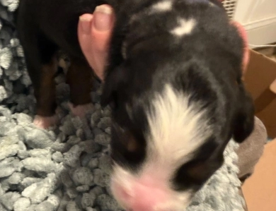 Blue Blue Bernese Mountain Dog