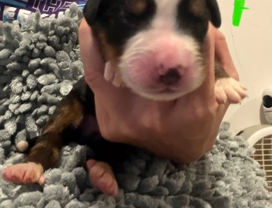 Green Green Bernese Mountain Dog