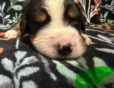 Green Green Bernese Mountain Dog