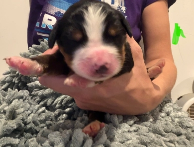 Green Green Bernese Mountain Dog