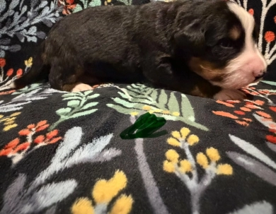 CamoGreen CamoGreen Bernese Mountain Dog