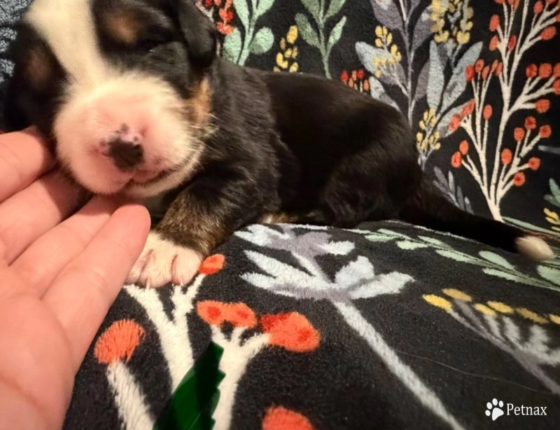 CamoGreen  Bernese Mountain Dog