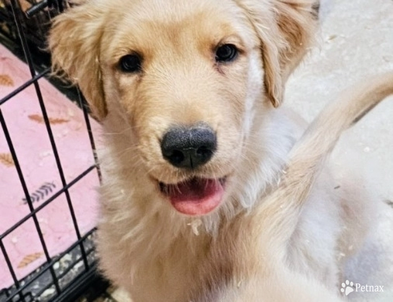 Licorice  Golden Retriever