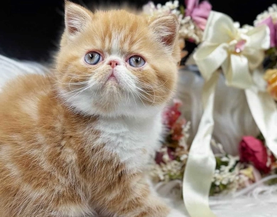 Exotic Shorthair Kittens 