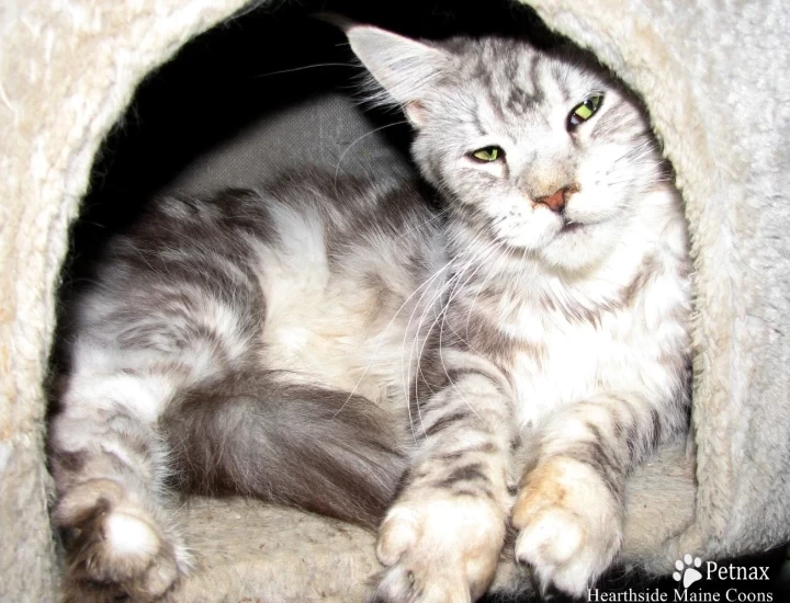 Hearthside Ms  Garbo Maine Coon