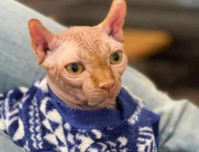 Loki Sphynx