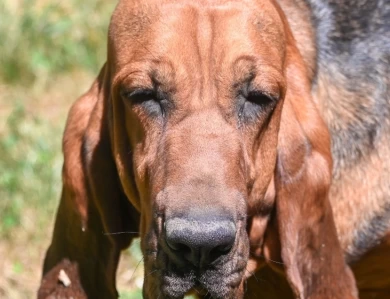 Allis Bloodhound