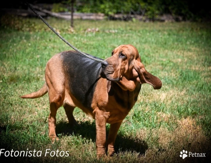 Allis Bloodhound