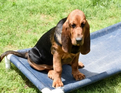 Allis Bloodhound