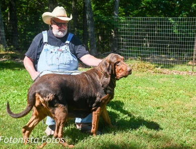 Ginny Bloodhound