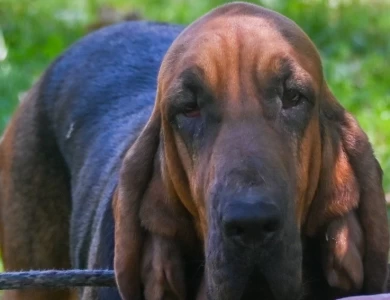 Mell Bloodhound