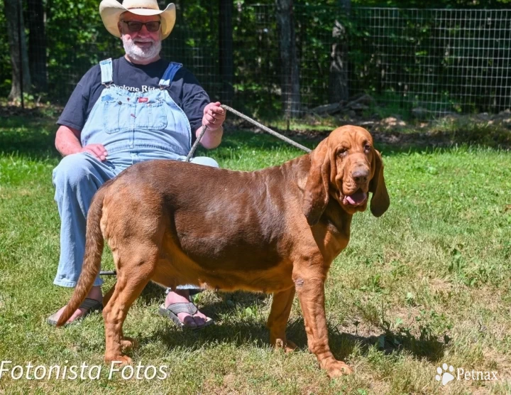 Trek Bloodhound