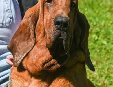 Beau Bloodhound