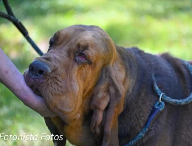 Onions Bloodhound