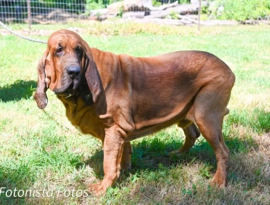 Willie Bloodhound