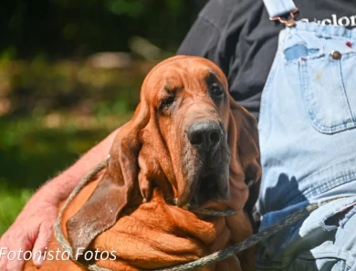 Willie Bloodhound