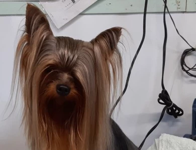 darci Yorkshire Terrier