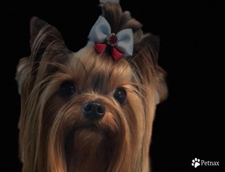 darci Yorkshire Terrier