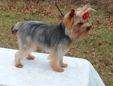 Ellie Yorkshire Terrier