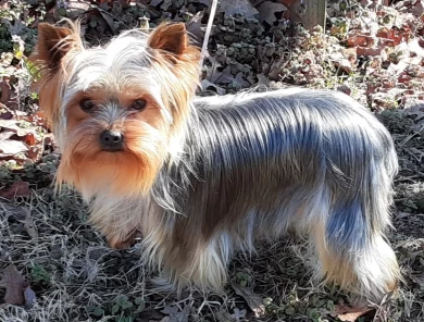 Cher Yorkshire Terrier