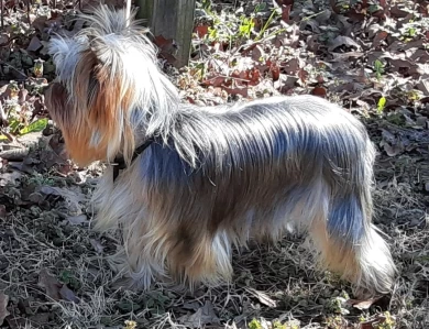 Cher Yorkshire Terrier