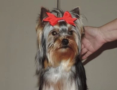 Cher Yorkshire Terrier