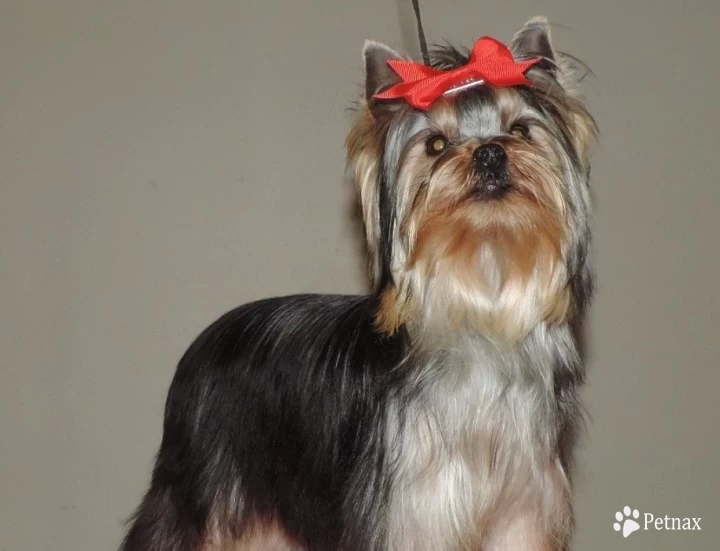 Cher Yorkshire Terrier