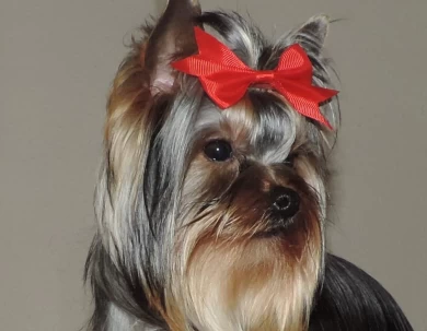 Cher Yorkshire Terrier