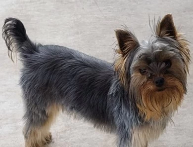 Trudy Yorkshire Terrier