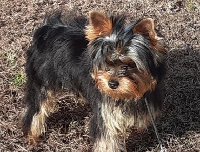 Trudy Yorkshire Terrier