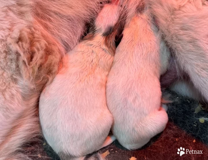 Emmas fall litter Great Pyrenees