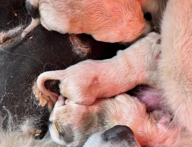 Emmas fall litter Great Pyrenees