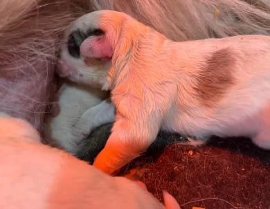 Emmas fall litter Great Pyrenees