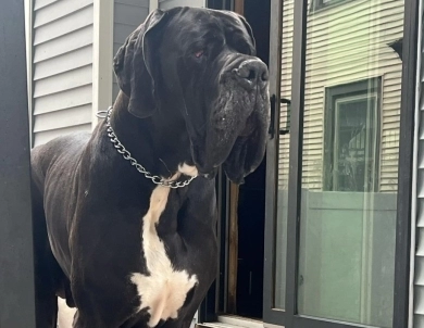 Tango Great Dane