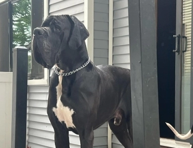 Tango Great Dane