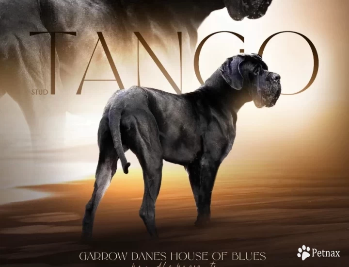 Tango Great Dane