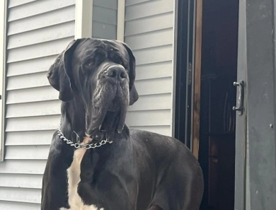 Tango Great Dane