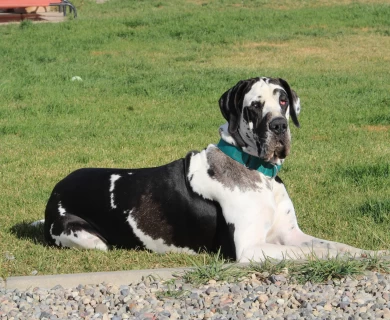 Gypsy  Great Dane